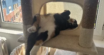 camille pet sitter à VILLENEUVE D ASCQ 59491