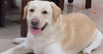 anushka pet sitter à MARSEILLE 09 13009_1