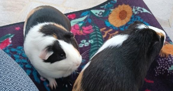 alicia pet sitter à BEAUTHEIL SAINTS 77120_2