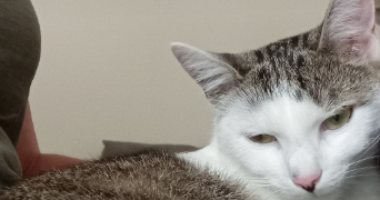 eudes pet sitter à FONTAINEBLEAU 77300_1