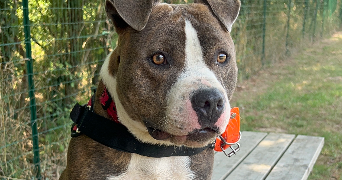marianne pet sitter à PLOEREN 56880_4