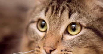 sarah pet sitter à VITRY SUR SEINE 94400