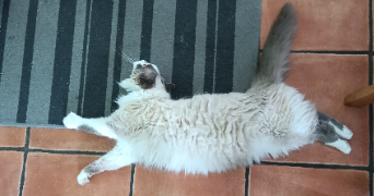 océane pet sitter à BELIN BELIET 33830_1