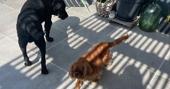 ambre pet sitter à BORDEAUX 33100_3