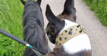 elsa pet sitter à CHALIGNY 54230_7