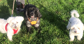 séverine pet sitter à VILLEJUIF 94800_5