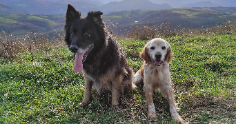 manon pet sitter à LOUEY 65290_1