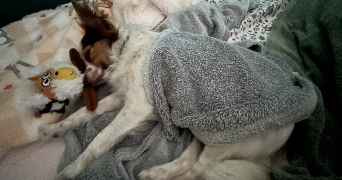 sophie pet sitter à NOZAY 91620_5