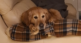 maeva pet sitter à LES ESSARTS LE ROI 78690_1