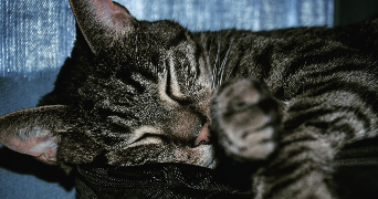 amelia pet sitter à PORNICHET 44380_5