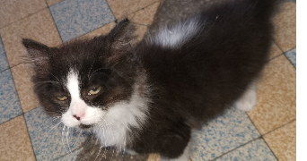 Georges pet sitter à BOYNES 45300_0