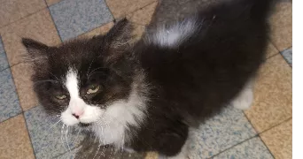 Georges pet sitter à BOYNES 45300