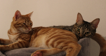 cindy pet sitter à MARIGNANE 13700_4