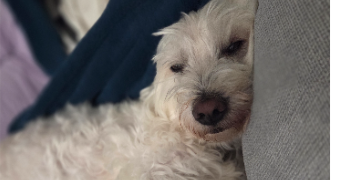 emmanuelle pet sitter à MERVILLE 31330_1