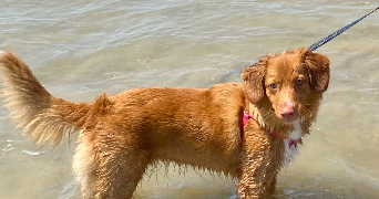 clémence dog sitter à ST JEAN DE BRAYE 45800_3