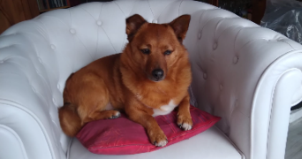 marie-anne dog sitter à ENTRAIGUES SUR LA SORGUE 84320_5