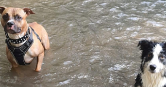 elodie pet sitter à BILLOM 63160_4