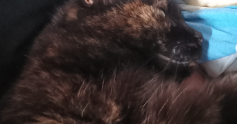 ludivine pet sitter à LE PETIT QUEVILLY 76140_0