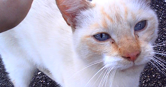 charly pet sitter à ALBERTVILLE 73200_4