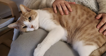 oriane pet sitter à ANGERS 49000_2