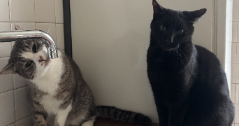baptiste pet sitter à PARIS 13 75013_1