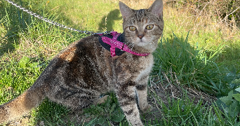 kimberlly pet sitter à VIERZON 18100_2