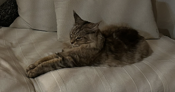 tasha pet sitter à MONT ST AIGNAN 76130_4