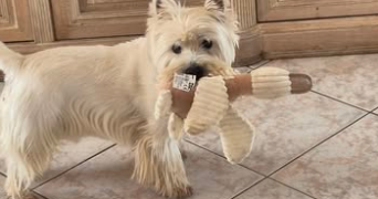 chantal pet sitter à Floirac 33270_10