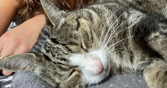 lali pet sitter à Les Lucs sur Boulogne 85170_4