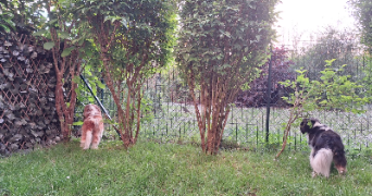 christelle pet sitter à CORBEIL ESSONNES 91100_1