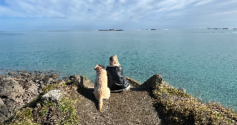 marine dog sitter à Coulans sur gee 72550_0