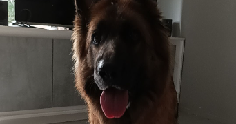 melissa pet sitter à GUINGAMP 22200_2