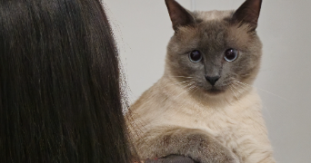 nimra pet sitter à BAGNOLET 93170_0