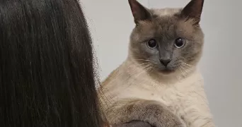 nimra pet sitter à BAGNOLET 93170
