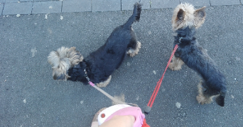 sophie pet sitter à LILLE 59160_1