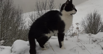 Liliane  pet sitter à NICE 06300_0