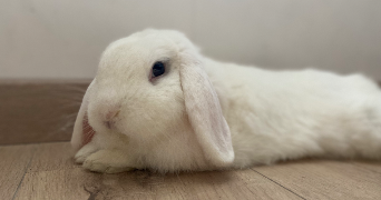 nathan pet sitter à FONTENAY LE COMTE 85200_3