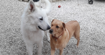 cléa pet sitter à BEAUMONT LOUESTAULT 37360_2