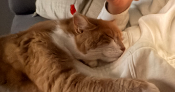Mailys pet sitter à VEZIN LE COQUET 35132_6