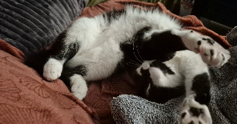 emelyne pet sitter à LA COURONNE 16400_3