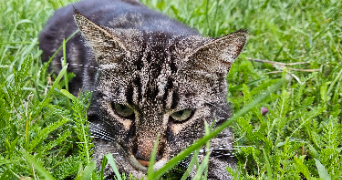 emma pet sitter à MIONS 69780_2