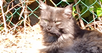 marie pet sitter à ST SAUVEUR 38160_0