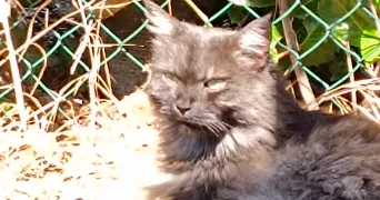 marie pet sitter à ST SAUVEUR 38160