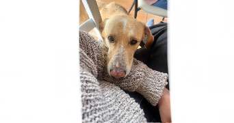 julie pet sitter à DRAGUIGNAN 83300_2
