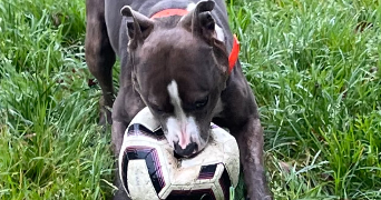 layla pet sitter à ROUANS 44640_0