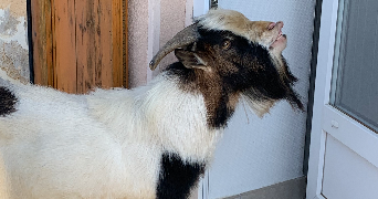 mélissandre pet sitter à LYON 03 69003_2