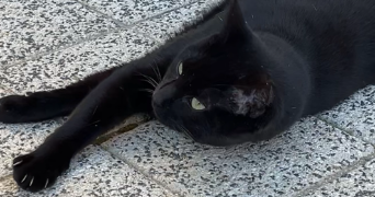 romane pet sitter à POITIERS 86000_1