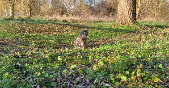 chloé pet sitter à Brienon sur Armançon 89210_1