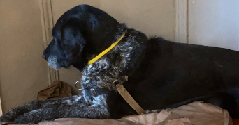 roxanne pet sitter à VIDAUBAN 83550_3