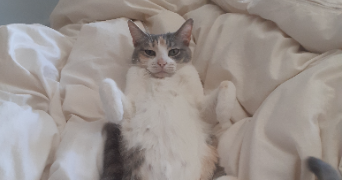 célia cat sitter à NANTES 44000_5